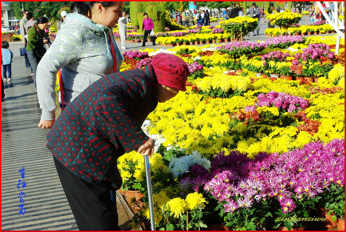 1634194223130457 赏菊